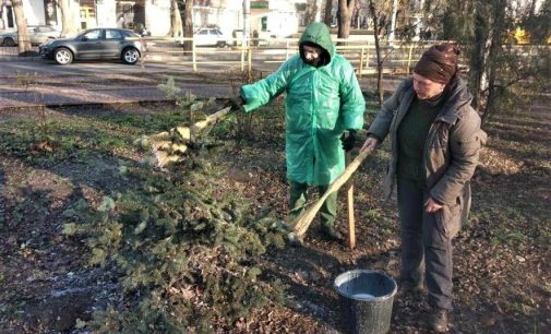 Одеський «Міськзелентрест» проводить кампанію із захисту молодих ялин від незаконної вирубки