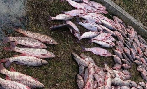 На Одещині браконьєр наловив риби на пів мільйона гривень — ФОТО