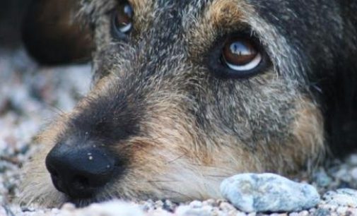 Кримінал на узбережжі: чоловік хотів утопити собаку в Одесі